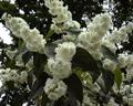 Fuzzy pride-of-rochester